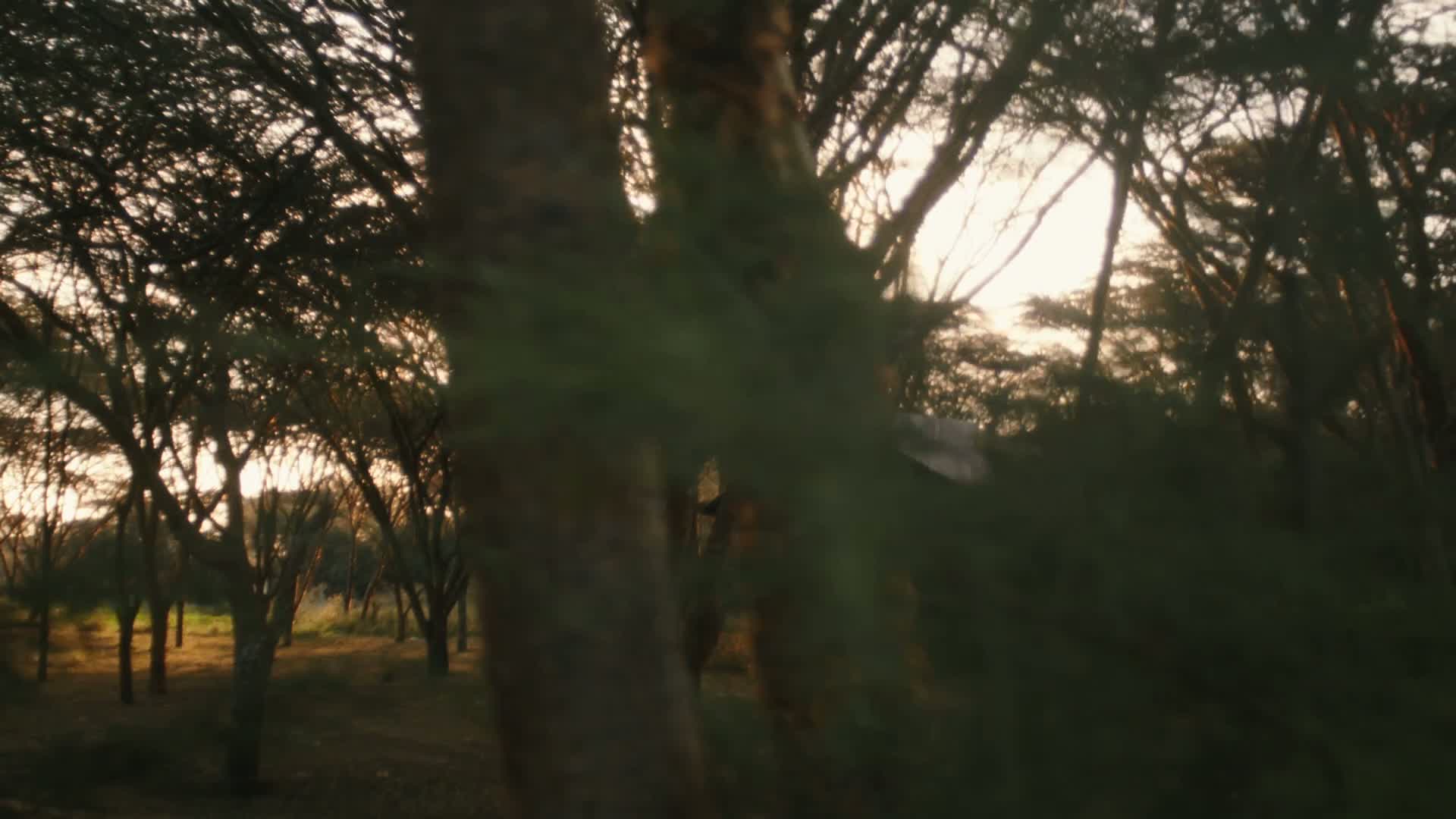 FR. 002 — Through the canopy