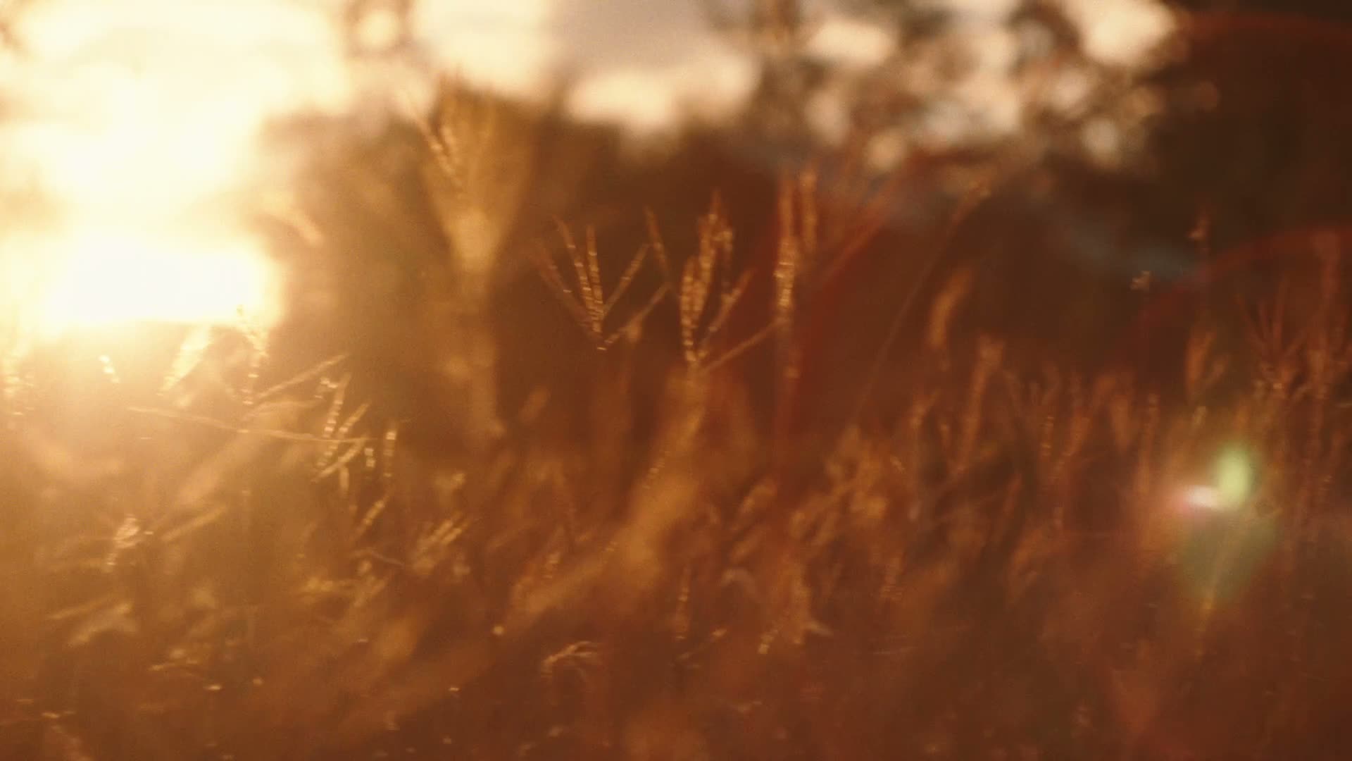 FR. 004 — Last light in the grass